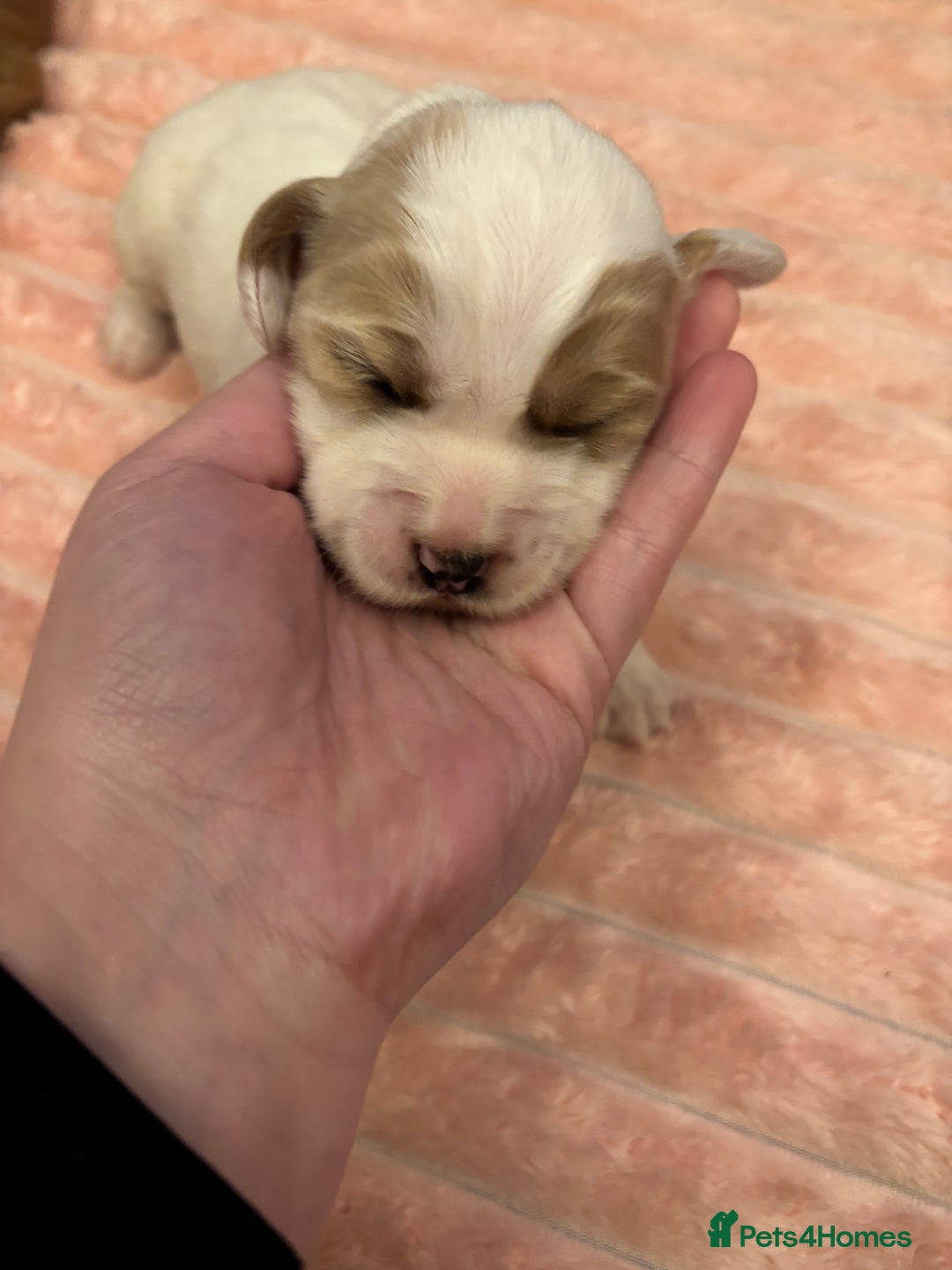 Cocker Spaniel dogs for sale: 6 beautiful cocker spaniels ALL DEPOSIT PAiD - Advert 16