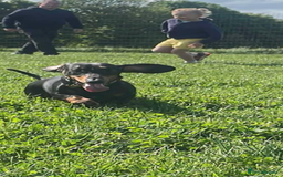 Dachshund dogs for stud: Ziggy - Image 4