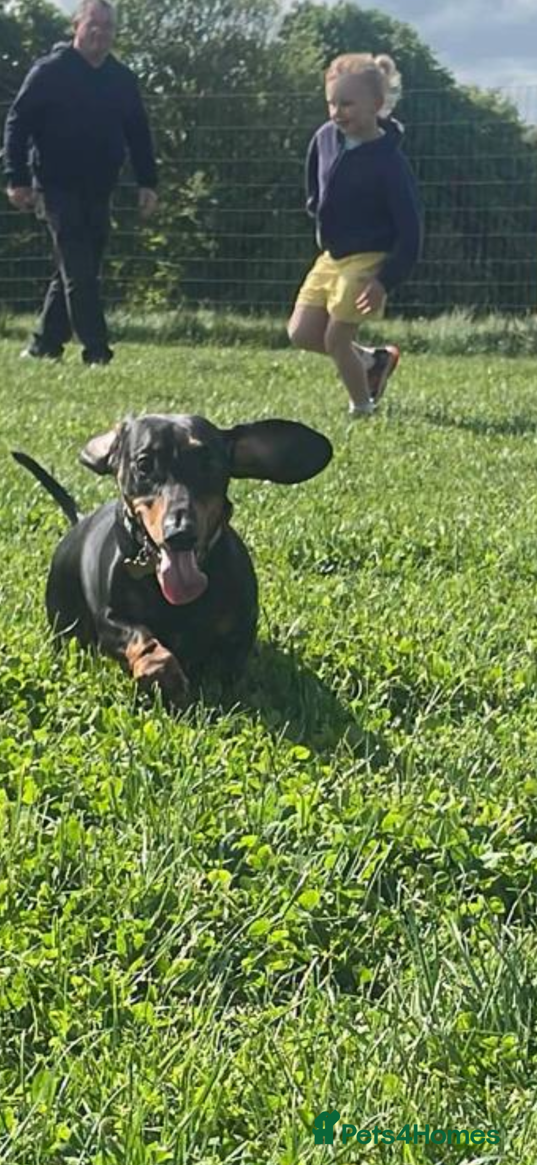 Dachshund dogs for stud: Ziggy - Image 4