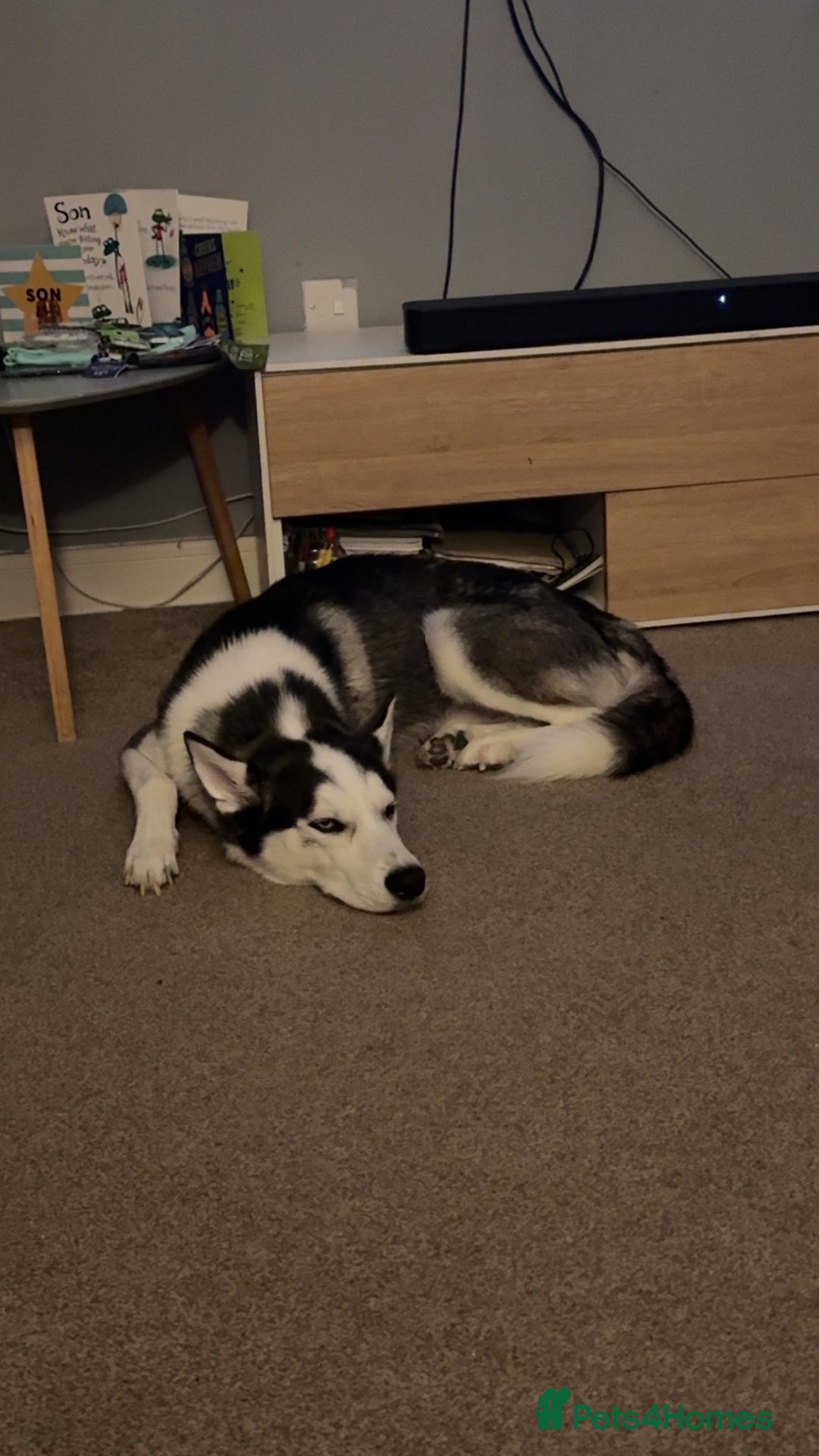 Siberian Husky dogs for sale: Siberian Husky - Advert 2