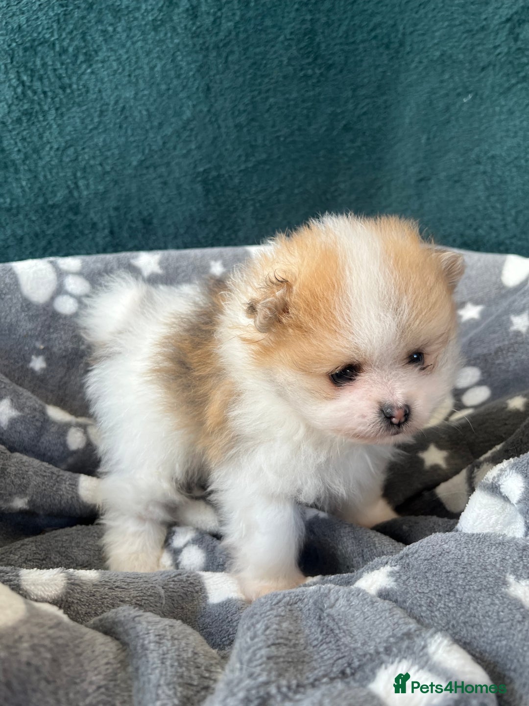 Pomeranian dogs for sale: Fluffy Pomeranian puppies - Image 10