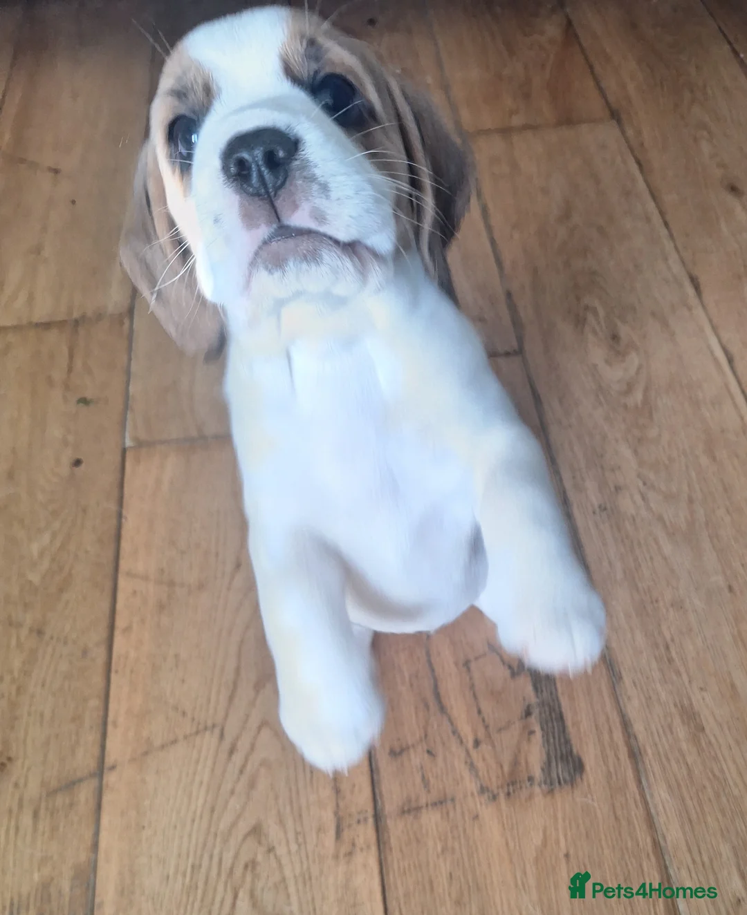 Beagle dogs for sale: Beagle puppies  - Advert 6