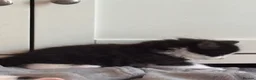 Mixed Breed cats for sale: 4 beautiful, well socialised kittens - Advert 35