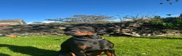 Dobermann dogs for sale: !! 1 FAWN MALE LEFT!! Dobermann puppies for sale  - Advert 25
