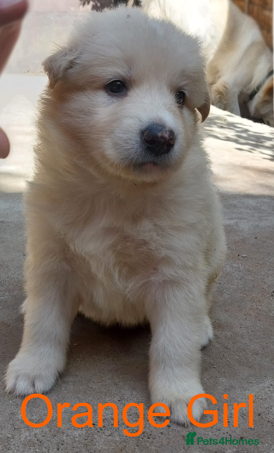 German Shepherd dogs for sale: Beautiful Chunky German Shepherd Puppies - Image 9