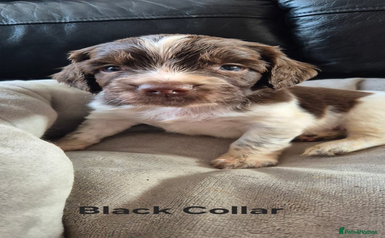 English Springer Spaniel dogs - Advert 13
