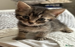 Maine Coon cats for sale: 🌟Adorable kittens now ready 4 forever home🌟 - Image 7