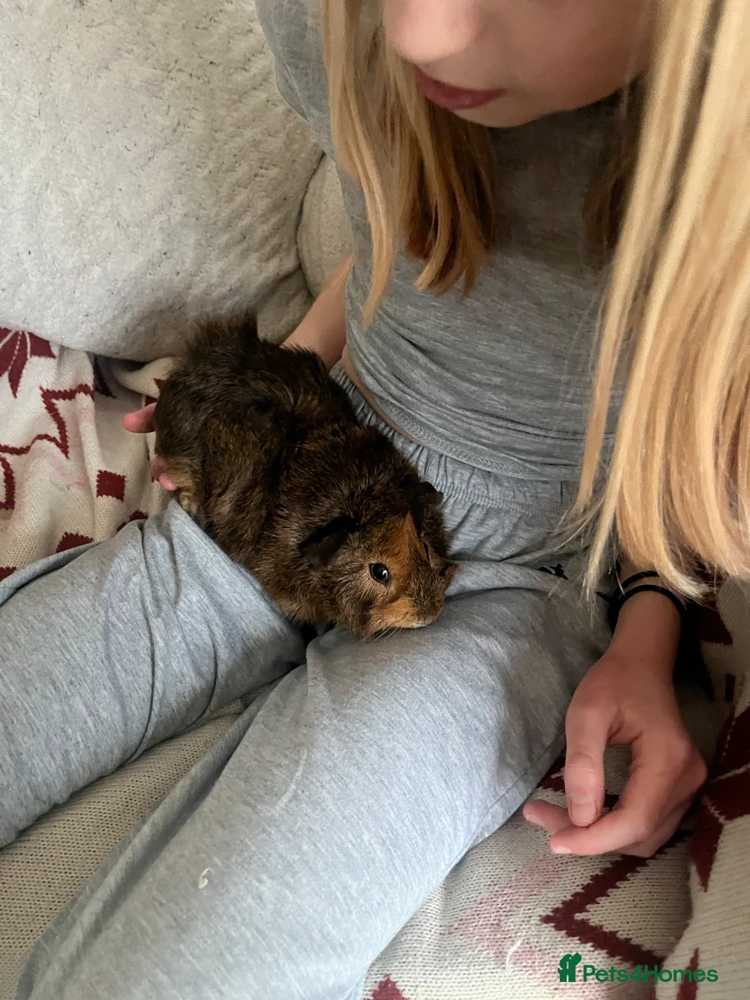 Guinea Pig rodents for sale: Guinea pigs in Orpington - Advert 1