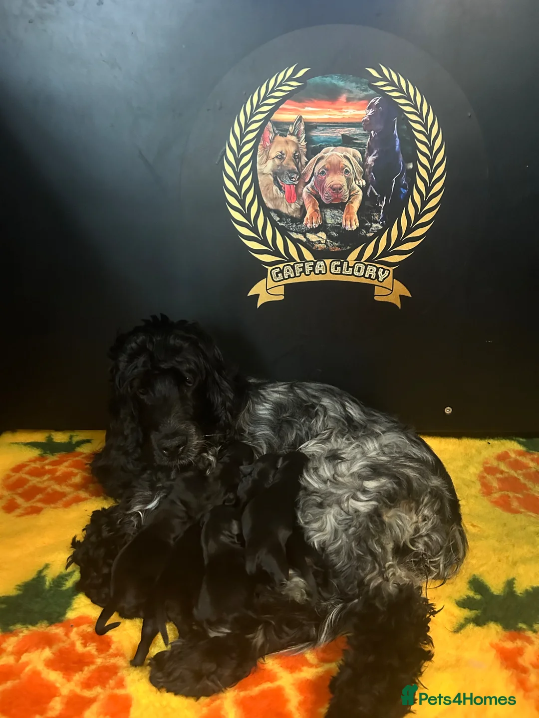 Cockapoo dogs for sale: F1 Cockapoo puppies (from health tested parents) - Advert 2