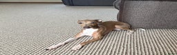 Italian Greyhound dogs for sale: KC Champion lines ⭐️ Italian Greyhound puppies  - Advert 20