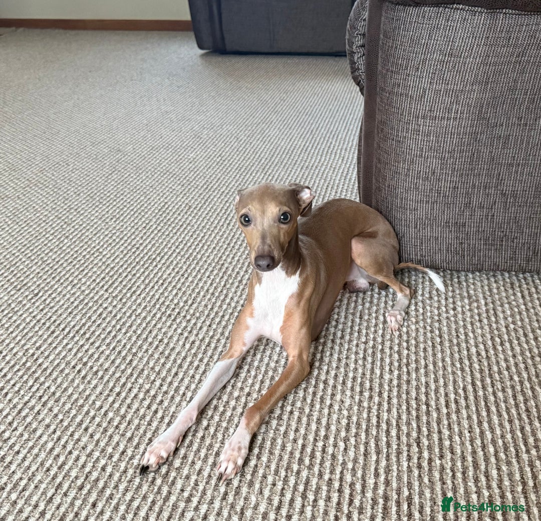 Italian Greyhound dogs for sale: KC Champion lines ⭐️ Italian Greyhound puppies  - Advert 20