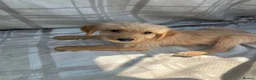 Labradoodle dogs for sale: Labradoodle puppys - Advert 9