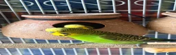 Budgerigars birds for sale: Budgerigar - Advert 4