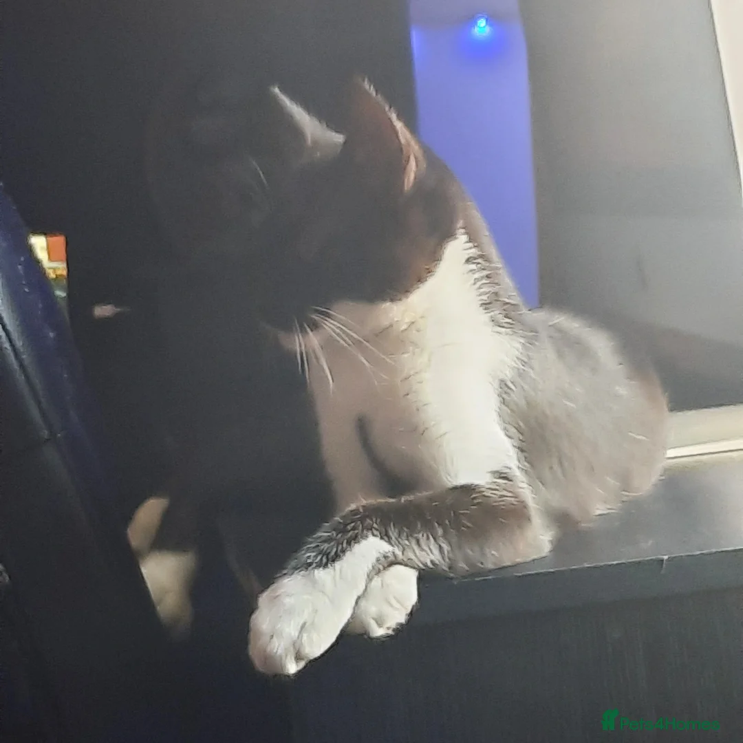 Mixed Breed cats for sale: Enzo  - Image 2