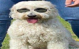 Labradoodle dogs for sale: Multigenerational Medium /Mini Labradoodles  - Image 17