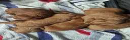 Cavapoochon dogs for sale: 5 Beautiful Cavapoochon puppies, 2 Boys, 3 Girls in Peterborough - Advert 14