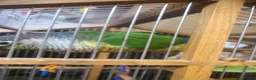 Conures birds for sale: Tamed Conure in Feltham - Advert 2