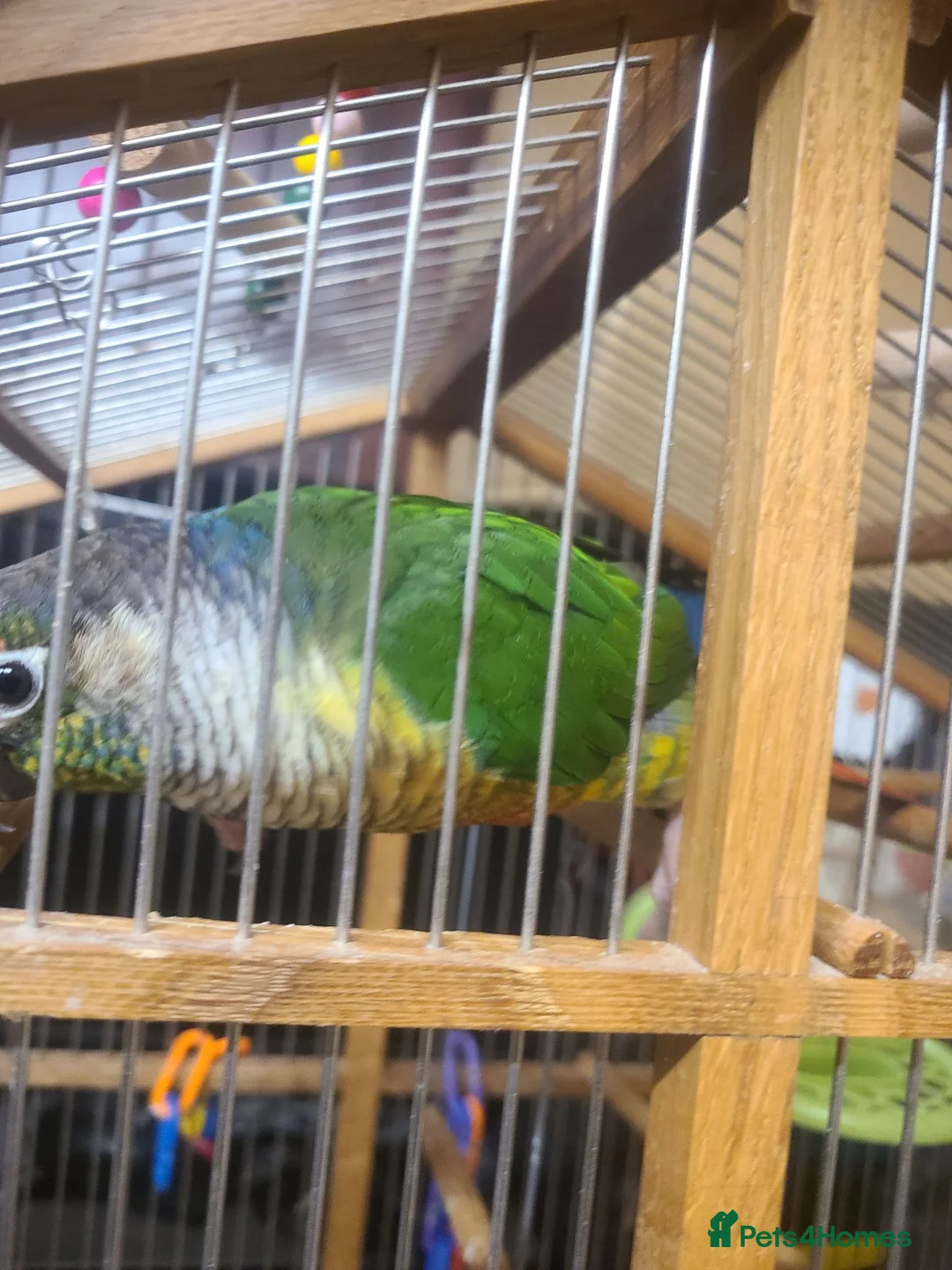 Conures birds for sale: Tamed Conure in Feltham - Advert 2