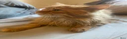 Maine Coon cats for stud: 🔥 **ADMOOSL COMET — AT STUD** 🔥 TICA ACTIVE  - Advert 6