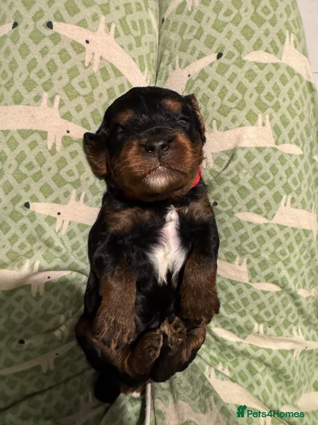 Cavapoo dogs for sale: Cavapoo puppies fully health tested parents - Image 6