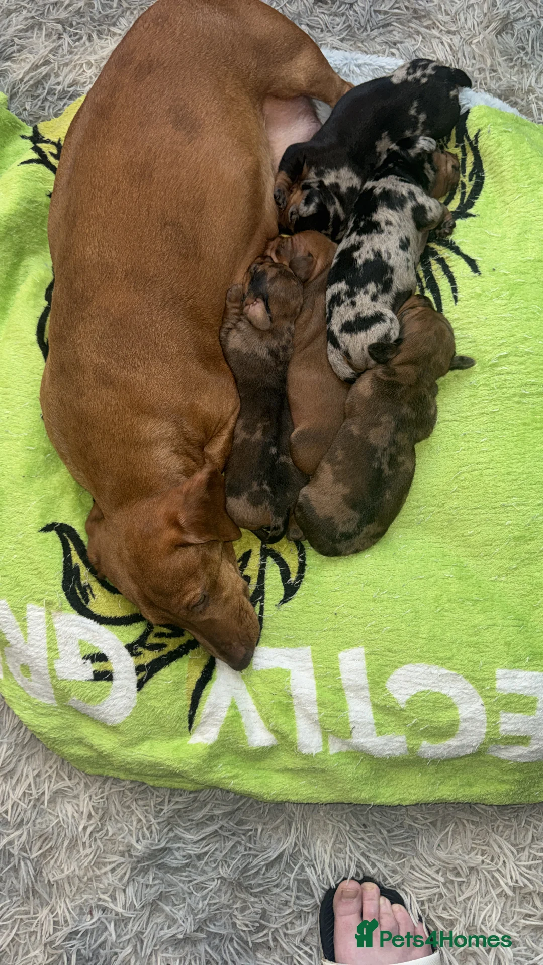 Dachshund dogs for sale: Dachshund Puppies  - Advert 6