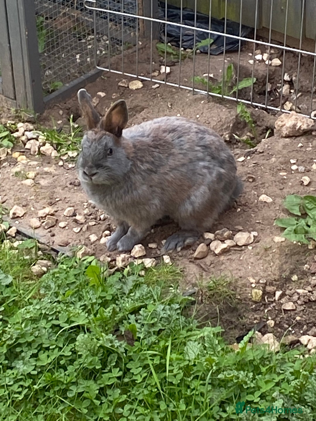 Mixed Breed rabbits for sale: Three beautiful male rabbits - Image 8