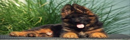 German Shepherd dogs for sale: 💥Champion🩸line KC Reg GermanShepherd puppy’s GSD - Advert 12