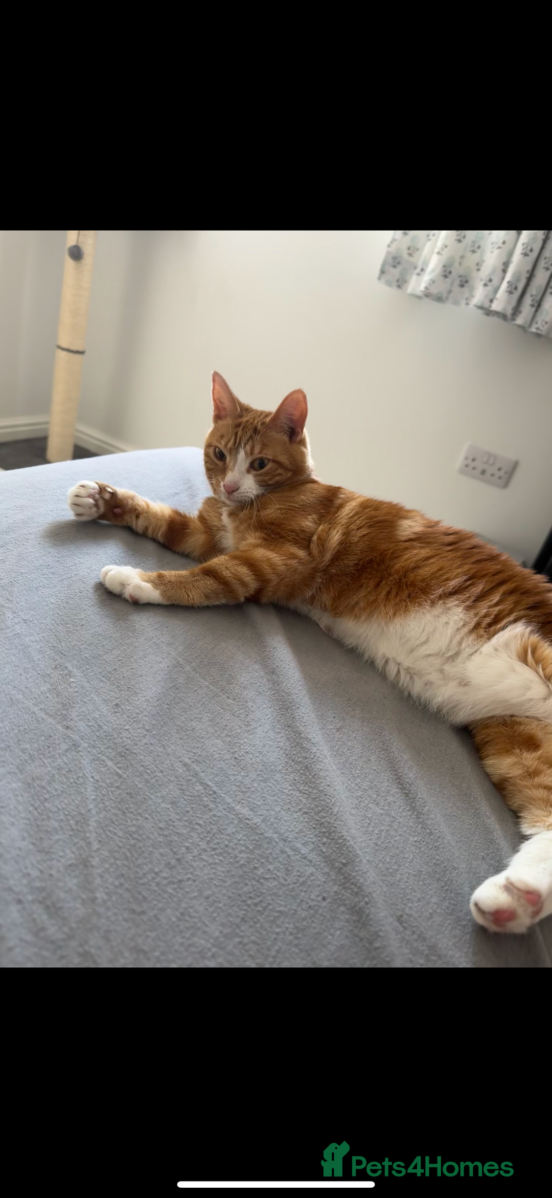 Mixed Breed cats for sale: Marla ginger cat  - Advert 29