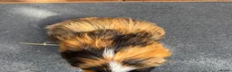 Guinea Pig rodents for sale: Stunning Tri Coloured Male Guinea Pig  - Advert 7