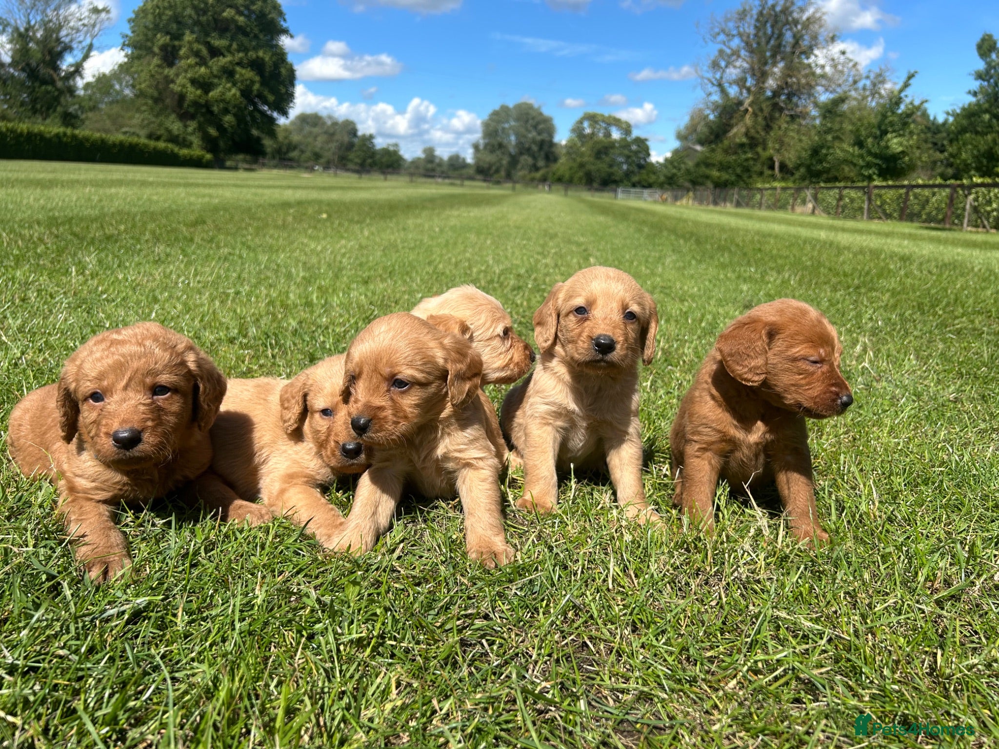 Labradoodle dogs F1 Miniature Labradoodle puppies  - Advert 1