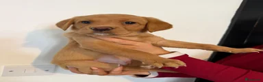 Labrador Retriever 3 (Purple Collar)