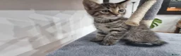 Maine Coon cats for sale: Maine Coon kittens  - Advert 7