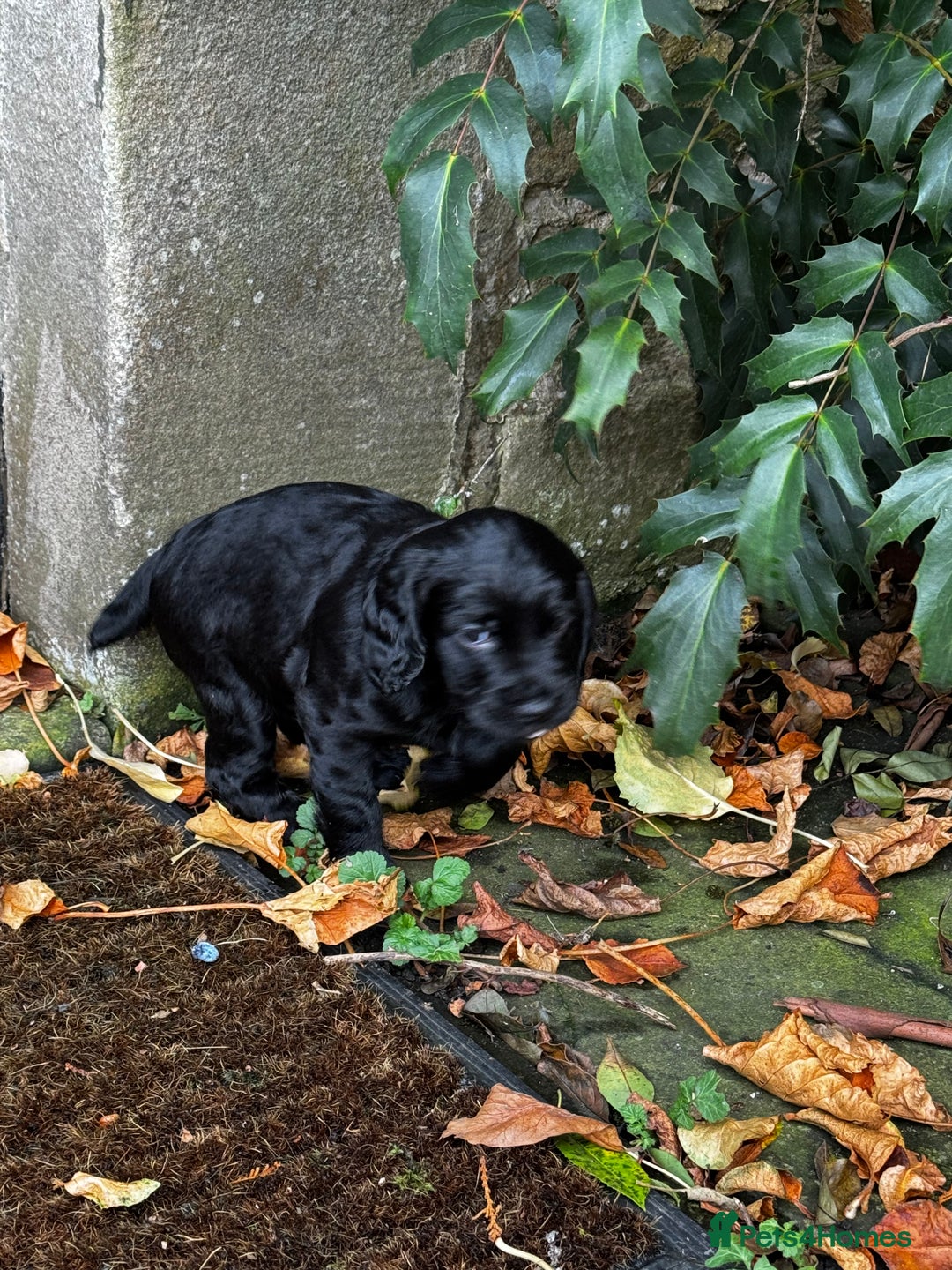 Cocker Spaniel dogs for sale: BLACK WORKING COCKER SPANIELS - Bitch and Dog - Image 20