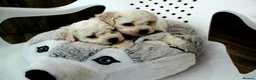 Bichon Frise dogs for sale: KC Registered Bichon Frise Champion Lines  - Advert 4