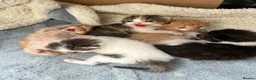 Maine Coon cats for sale: Maine coon cross kittens  - Advert 13