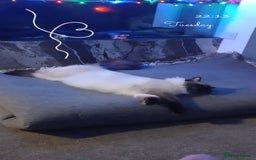 Ragdoll cats for sale: 2 flame point 1 chocolate point ragdolls  - Image 9