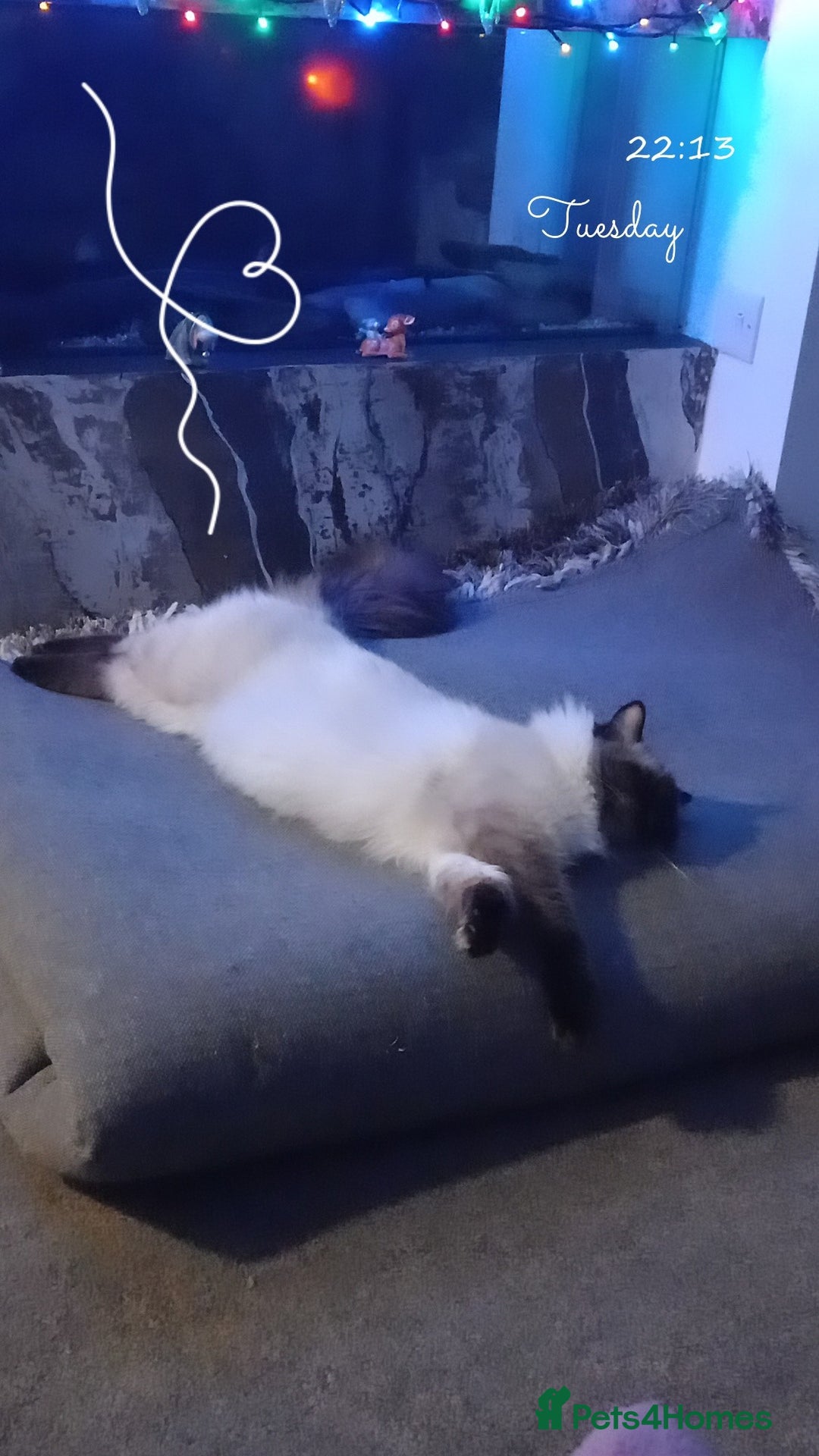 Ragdoll cats for sale: 2 flame point 1 chocolate point ragdolls  - Image 9