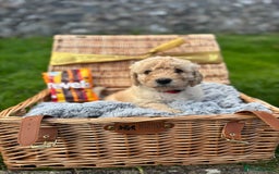 Labradoodle dogs for sale: 🐶 Adorable Labradoodle Puppies for Sale! 🐶 - Image 2