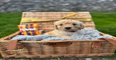 Labradoodle dogs - Advert 14