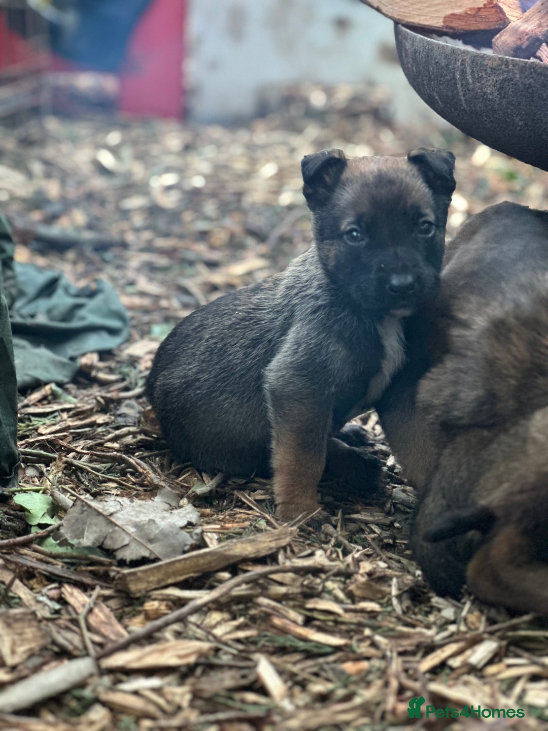 Mixed Breed dogs for sale: Dutch Herder Puppies  - Advert 9