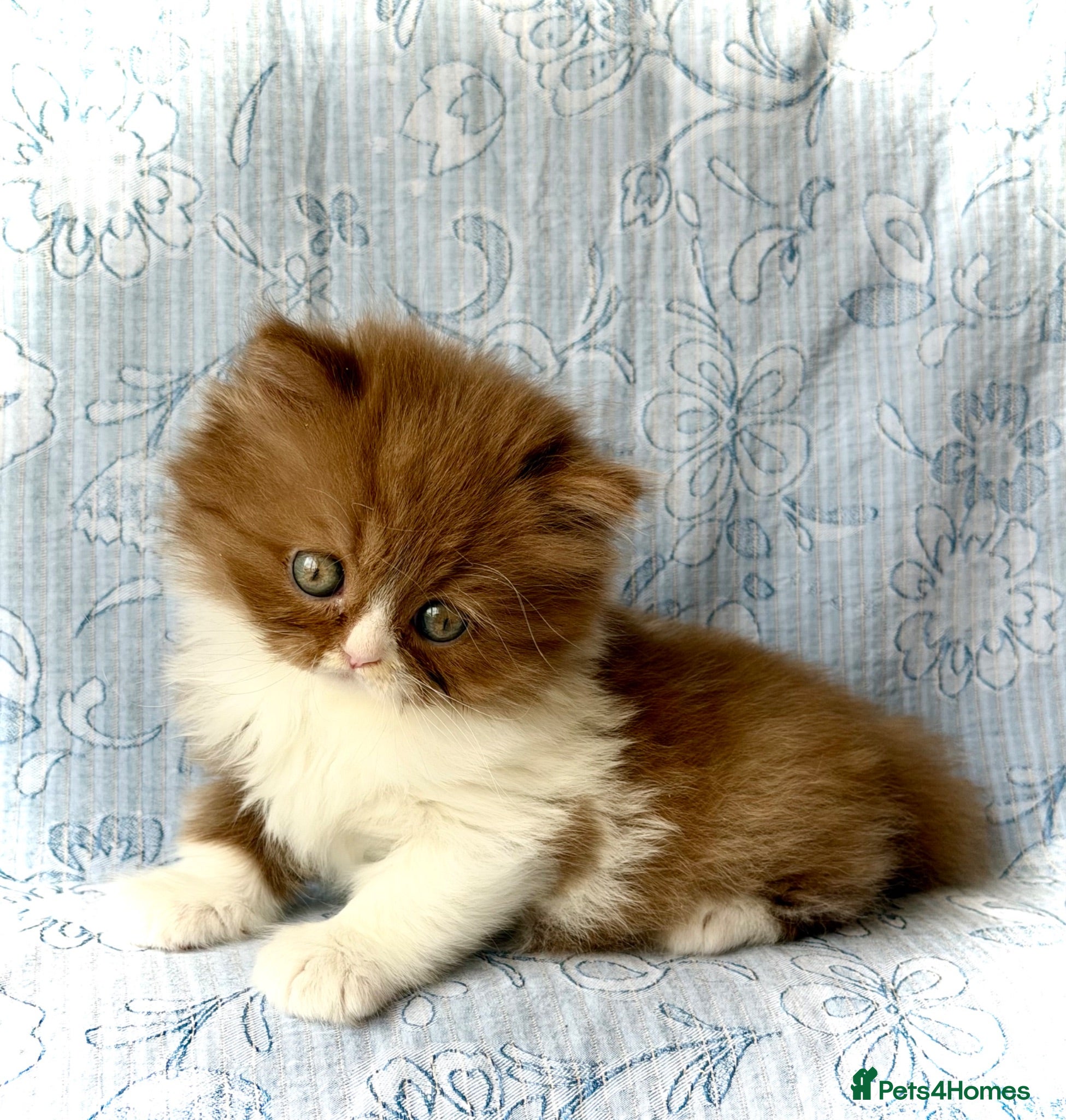 British Longhair cats Beautiful Cinnamon girls TICA registered  - Advert 14