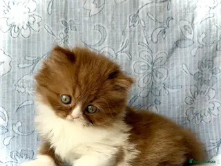 British Longhair cats Beautiful Cinnamon girls TICA registered - Advert 14