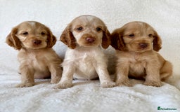 Cocker Spaniel dogs for sale: Show cockers kc registered simbawood lines - Image 2