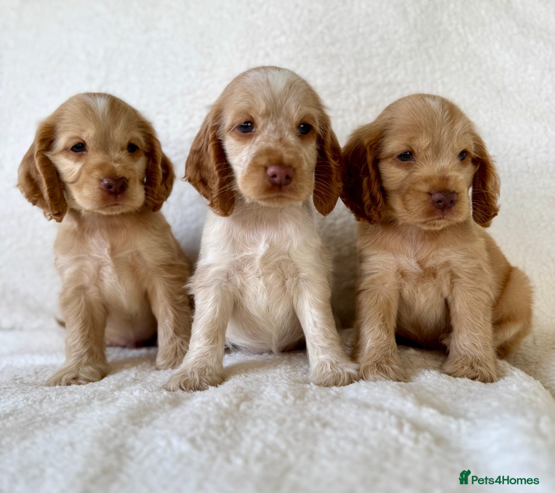 Cocker Spaniel dogs for sale: Show cockers kc registered simbawood lines - Image 2