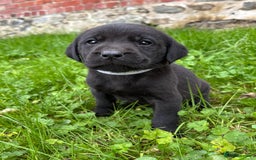 Labrador Retriever dogs for sale: Outstanding KC Registered Labrador Puppies - Image 14
