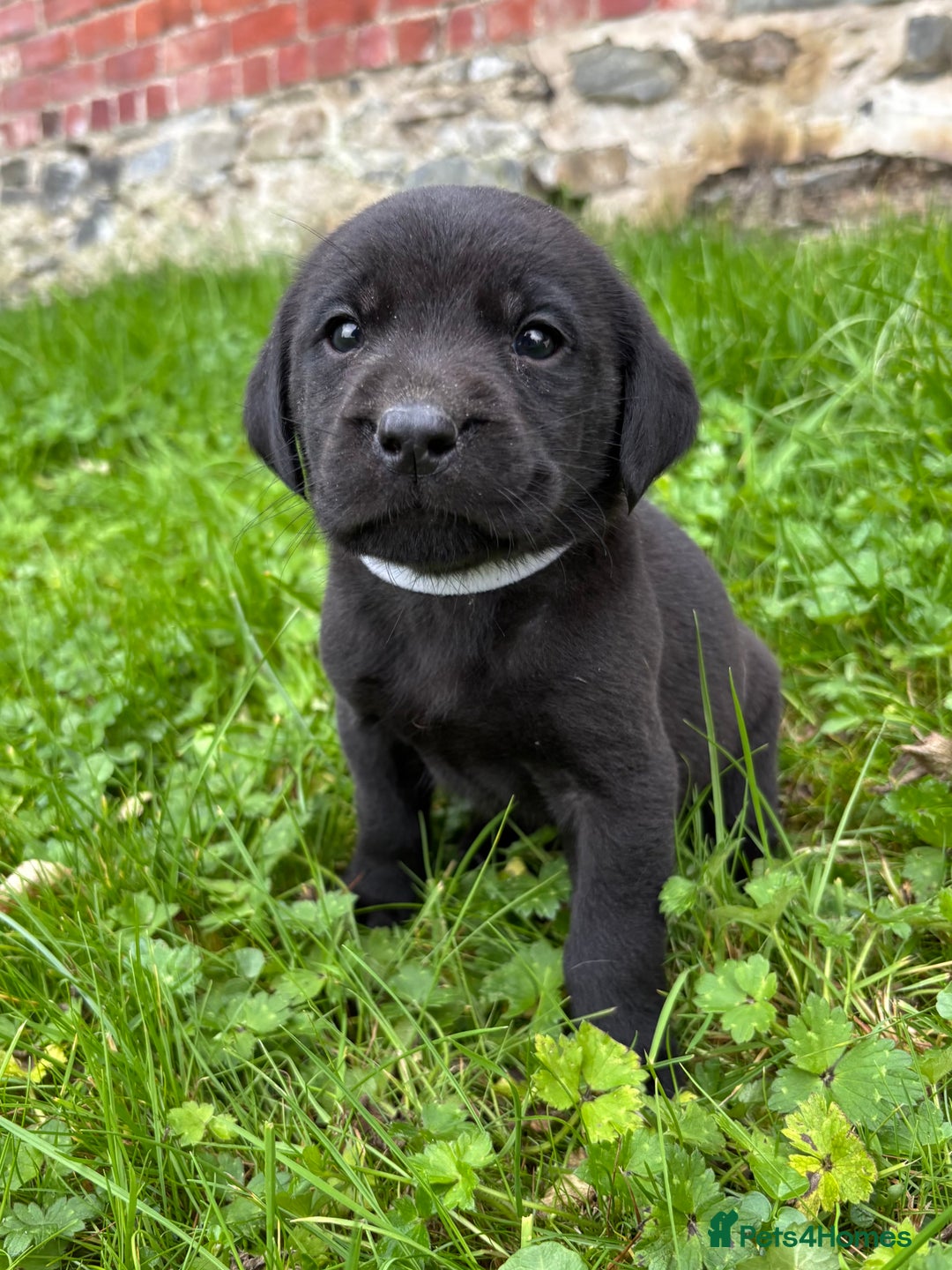 Labrador Retriever dogs for sale: Outstanding KC Registered Labrador Puppies - Image 14