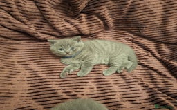 British Shorthair cats for sale: ✨British Shorthair Kittens looking for new family✨ - Advert 17