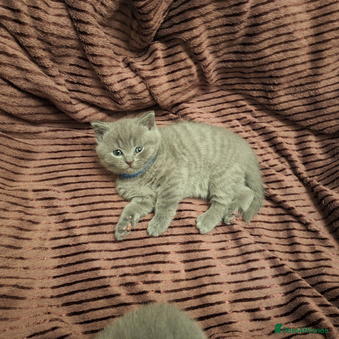 British Shorthair cats for sale: ✨British Shorthair Kittens looking for new family✨ - Advert 17