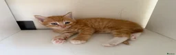 Maine Coon cats for sale: TORTOISESHELL MAINE COON X KITTENS - Advert 29