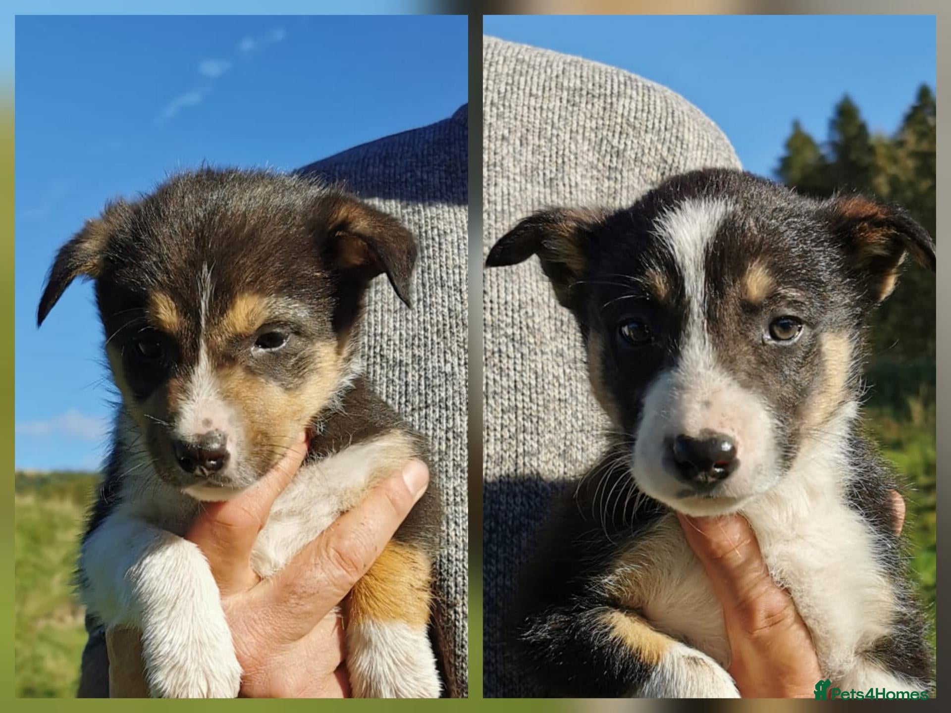 Border Collie dogs for sale: Border Collie Pups - Advert 1